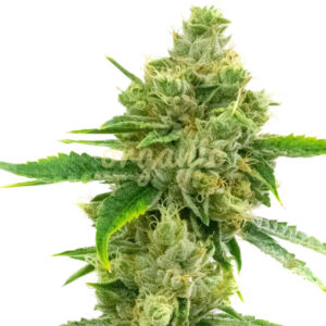 Skunk Autoflower marijuana seeds