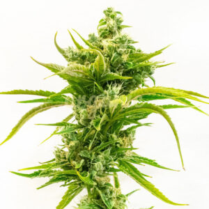 Skunk Diesel feminized marijuana seeds