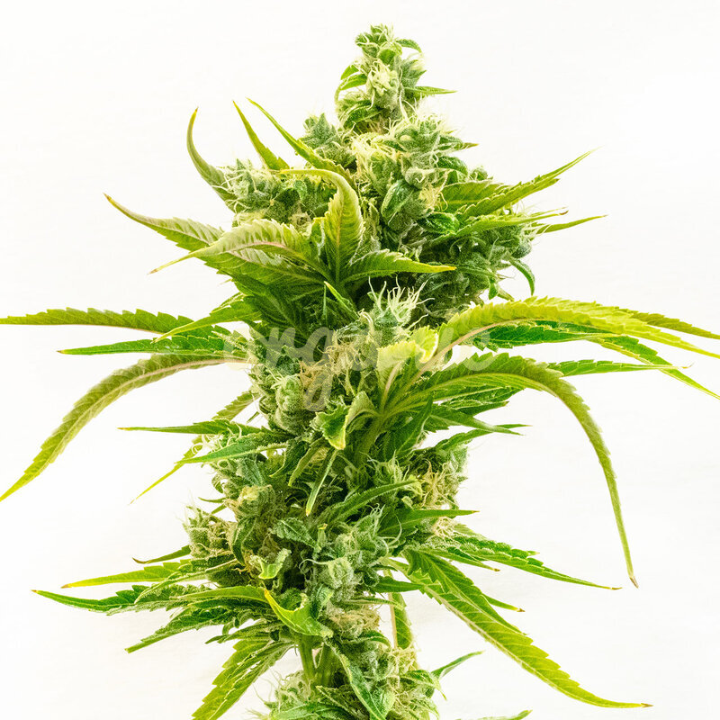 Skunk Diesel feminized marijuana seeds