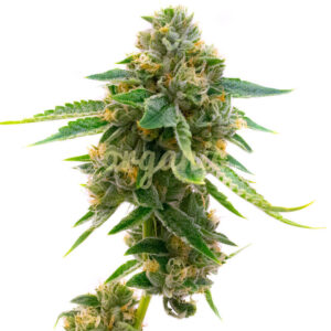 Skunk Fast Version marijuana seeds