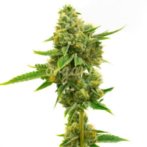 Skunk feminized marijuana seeds