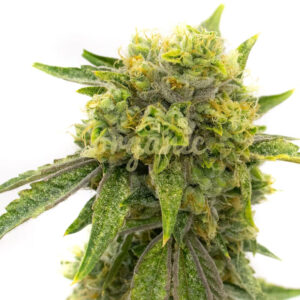 Skunky Afro feminized marijuana seeds