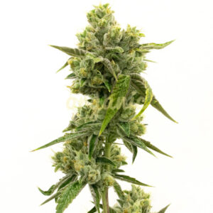 Skunky Jack feminized marijuana seeds