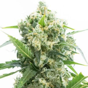 Smelly Orange feminized marijuana seeds