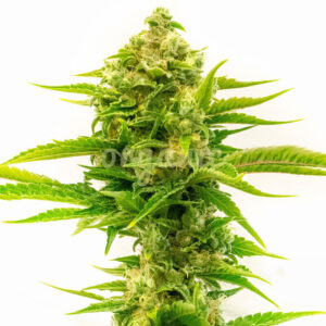 Skywalker feminized marijuana seeds