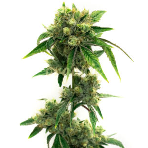 Snow Ripper feminized marijuana seeds