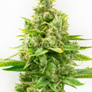 Sour Cookies feminized marijuana seeds