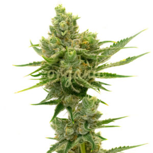 Sour Diesel Autoflower marijuana seeds