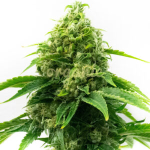 Sour Diesel feminized marijuana seeds