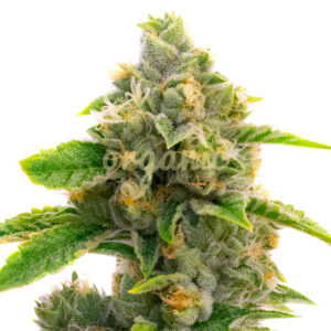 Sour Kush feminized marijuana seeds