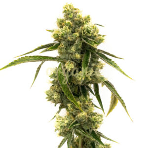 Sour Lemon OG feminized marijuana seeds