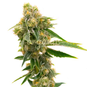 Sour Skies feminized marijuana seeds