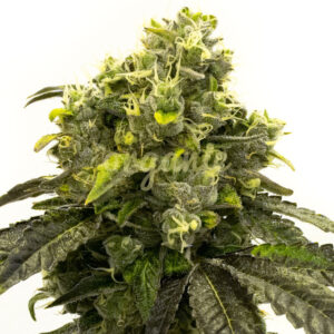 Star Killer feminized marijuana seeds