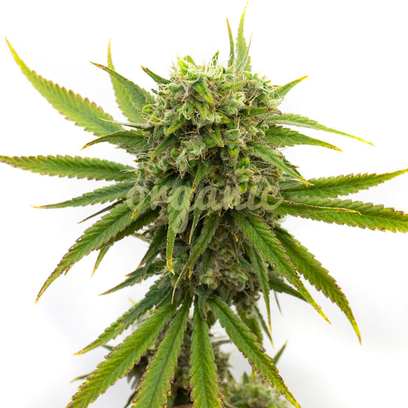 Stardawg feminized marijuana seeds