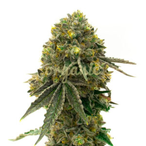 Sticky Dickie Auto marijuana seeds