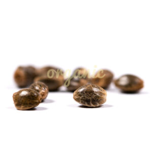 Stinking Bishop feminized marijuana seeds