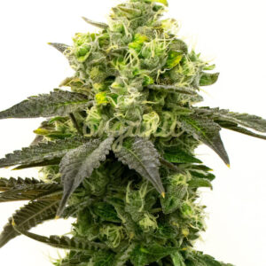 Stinking Rich feminized marijuana seeds