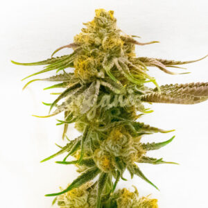 Strawberry Banana Cheese feminized marijuana seeds