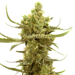 Strawberry Banana feminized marijuana seeds