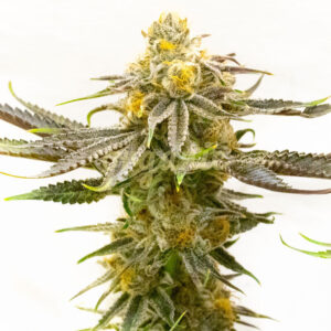 Strawberry Cheese Autoflower marijuana seeds