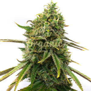 Strawberry Cough feminized marijuana seeds