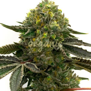 Strawberry feminized marijuana seeds