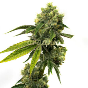 Strawberry Kush feminized marijuana seeds