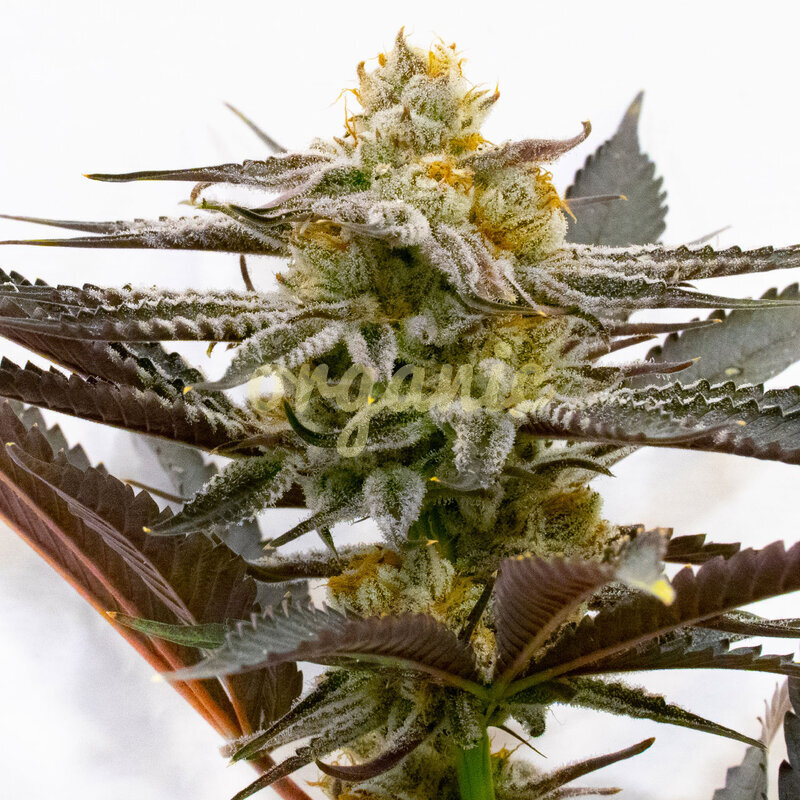 Sugar Black Rose feminized marijuana seeds