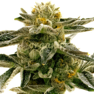 Sunset Sherbet feminized marijuana seeds