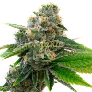 Super Critical feminized marijuana seeds