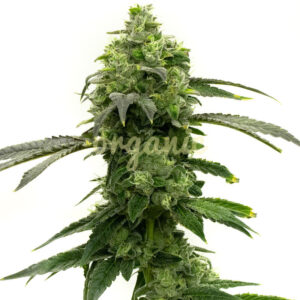 Super Lemon Haze feminized marijuana seeds