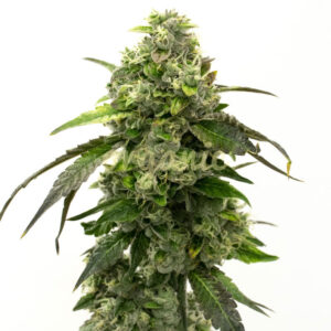 Super Silver Crack feminized marijuana seeds