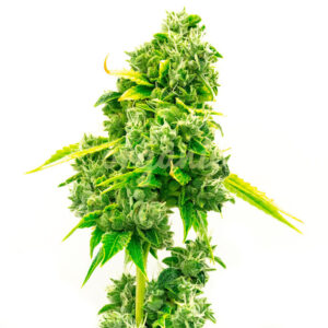 Super Silver Haze Autoflower marijuana seeds