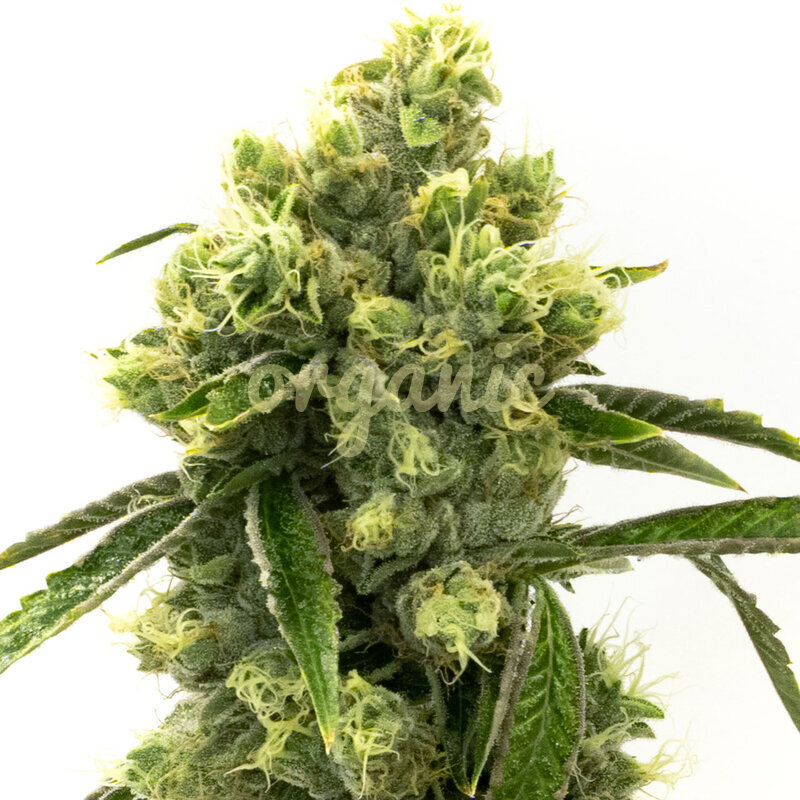 Super Skunk Autoflower marijuana seeds