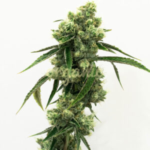Super Skunk feminized marijuana seeds
