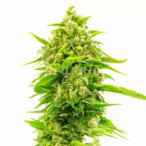 Super Skunky Jack feminized marijuana seeds