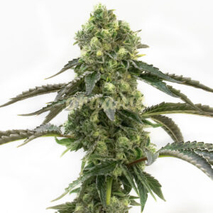 Sweet Cindy feminized marijuana seeds