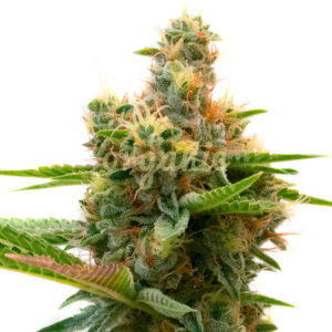 Sweet Island feminized marijuana seeds