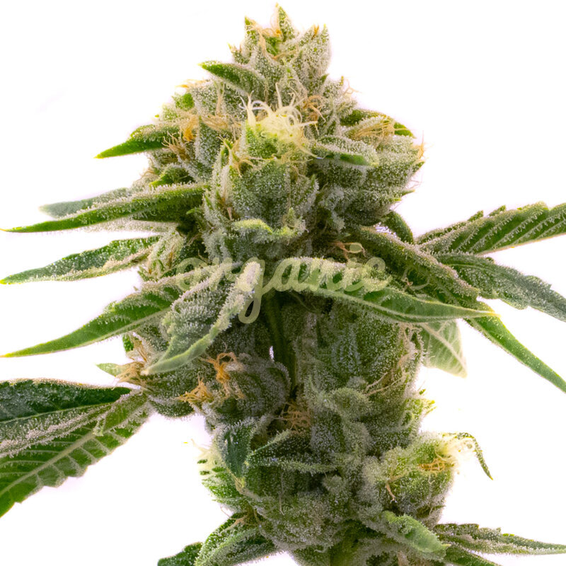 Sweet Tooth Autoflower marijuana seeds
