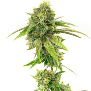 Sweet Tooth feminized marijuana seeds