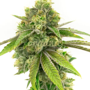 Sweet Tooth regular marijuana seeds