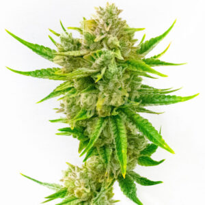 Tahoe Kush feminized marijuana seeds