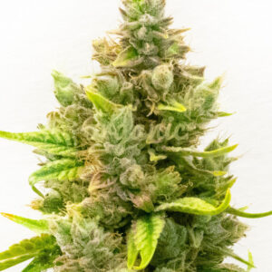 Tangerine Queen feminized marijuana seeds