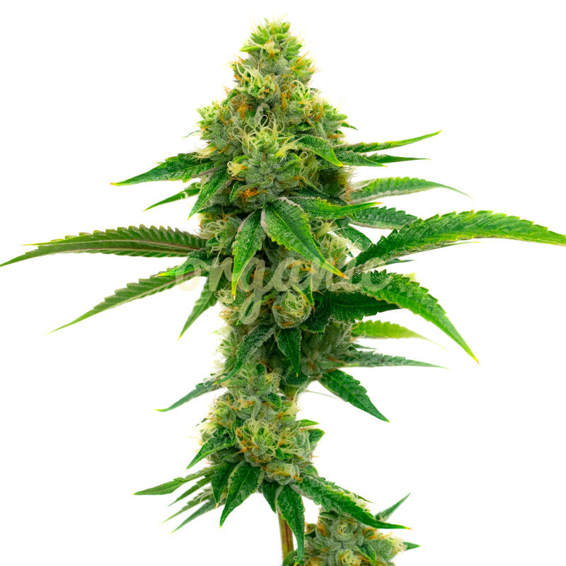 Tangie Autoflower marijuana seeds