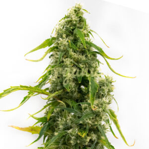 Tangie feminized marijuana seeds