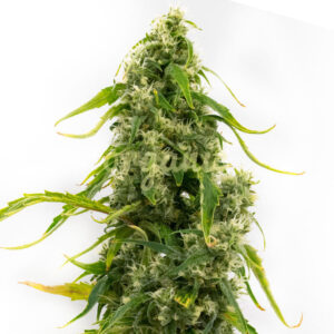 Tangie feminized marijuana seeds