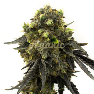 Taskenti feminized marijuana seeds