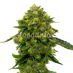 The Big Stink Auto marijuana seeds