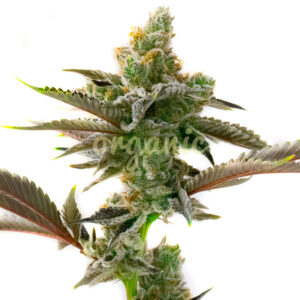 Tijuana feminized marijuana seeds