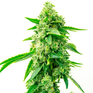 Trainwreck feminized marijuana seeds